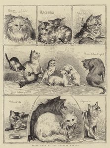 Chats primés au Crystal Palace - Percy Macquoid